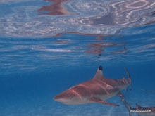 Requin pointe noire- Moorea